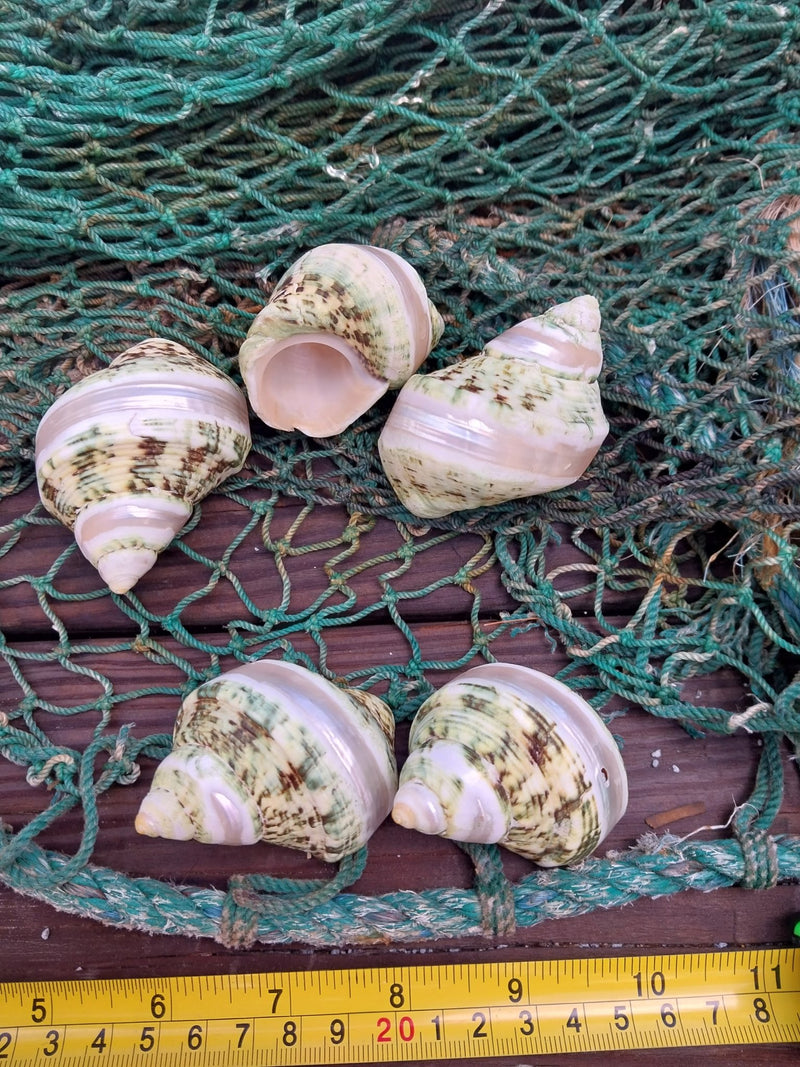 Banded Jade Turbo (Turbo Burgessi) - Loving Coastal Living