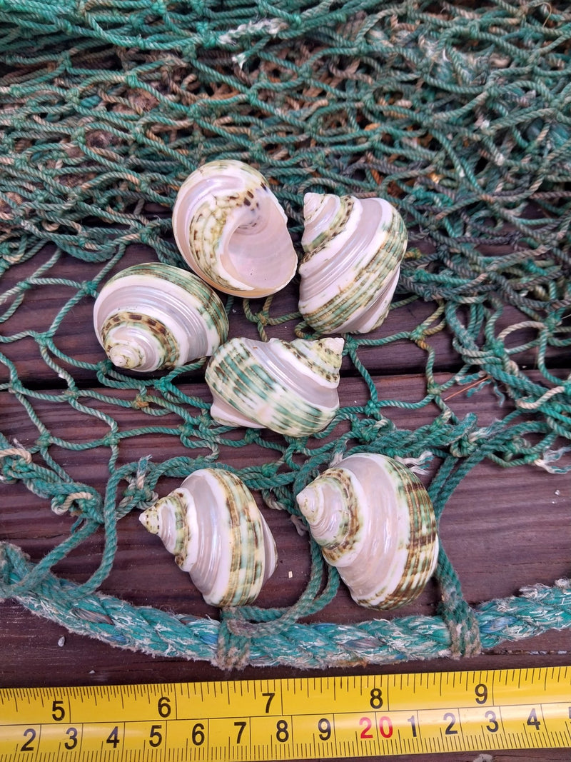 Banded Jade Turbo (Turbo Burgessi) - Loving Coastal Living