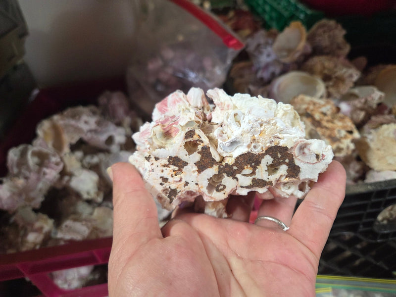 Barnacle cluster & Jewel Box shell natural combo | Loving Coastal Living