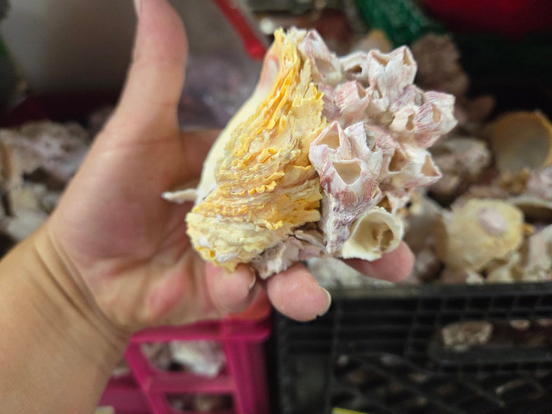 Barnacle cluster & Jewel Box shell natural combo | Loving Coastal Living