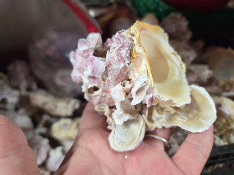 Barnacle cluster & Jewel Box shell natural combo | Loving Coastal Living