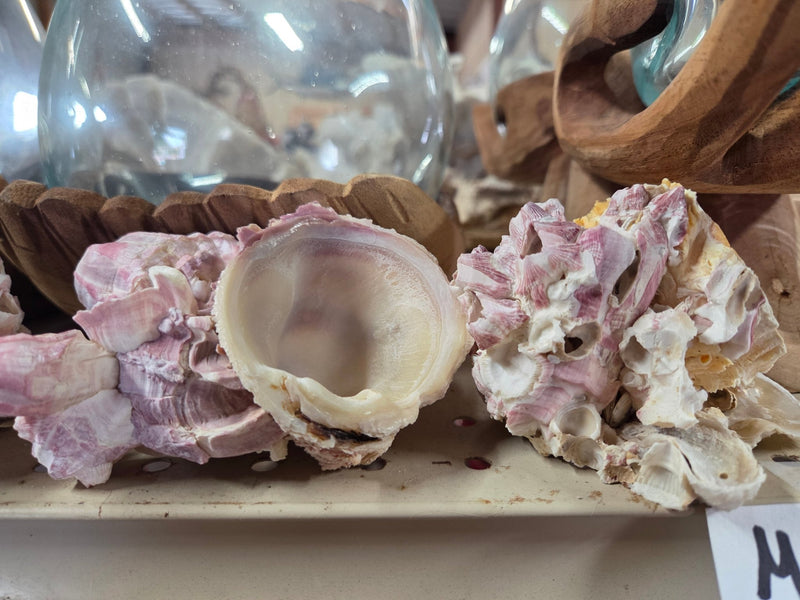 Barnacle cluster & Jewel Box shell natural combo | Loving Coastal Living