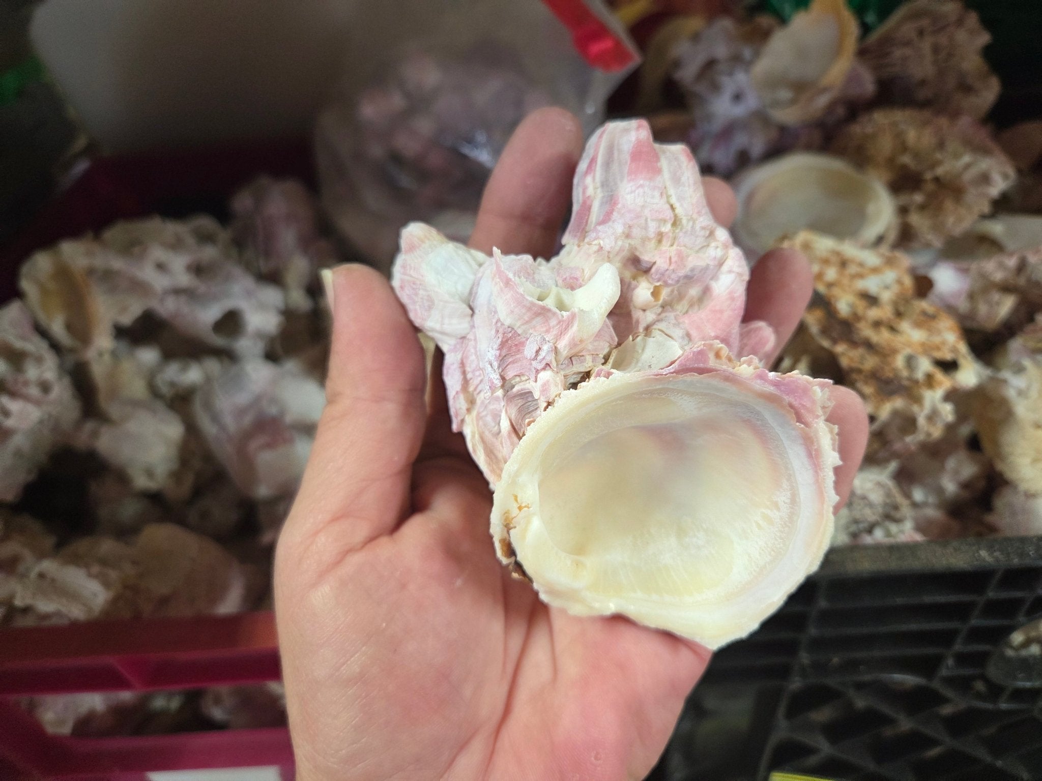 Combo Shell Barnacle cluster & Jewel Box shell natural combo | Loving Coastal Living