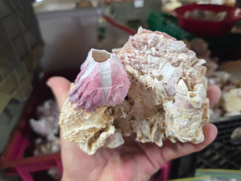 Barnacle cluster & Jewel Box shell natural combo | Loving Coastal Living