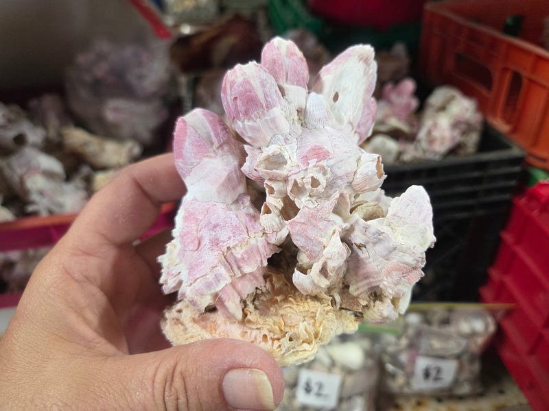 Barnacle cluster & Jewel Box shell natural combo | Loving Coastal Living