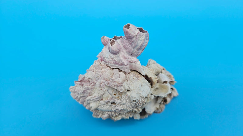 Barnacle with Jewel Box Shell Display – Premium Coastal Decor Specimen ...