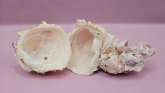 Barnacle with Yellow Jewel Box Shell – Gulf of Mexico (3.3