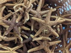 Bay Starfish - StarfishLoving Coastal Living