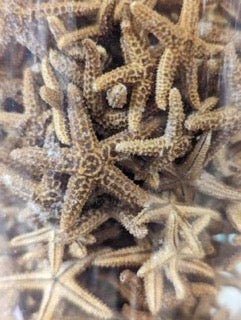 Bay Starfish - StarfishLoving Coastal Living