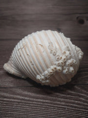 Beach Collected Tun Tonna Shell With Barnacles - Loving Coastal Living