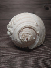 Beach Collected Tun Tonna Shell With Barnacles - Loving Coastal Living