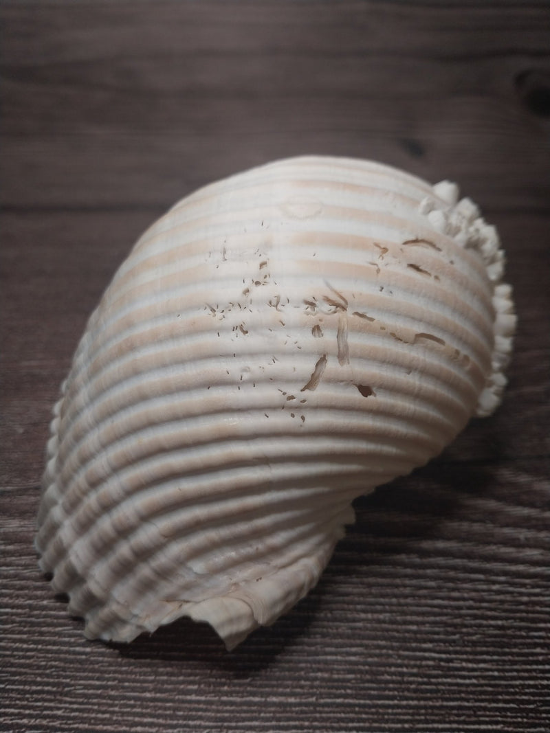 Beach Collected Tun Tonna Shell With Barnacles - Loving Coastal Living