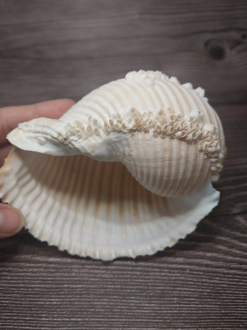 Beach Collected Tun Tonna Shell With Barnacles - Loving Coastal Living