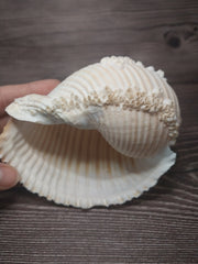 Beach Collected Tun Tonna Shell With Barnacles - Loving Coastal Living