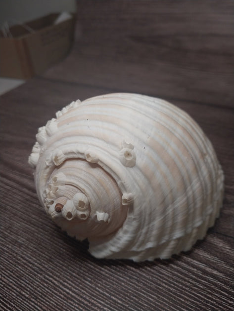 Beach Collected Tun Tonna Shell With Barnacles | Loving Coastal Living