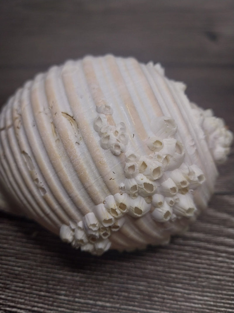 Beach Collected Tun Tonna Shell With Barnacles - Loving Coastal Living