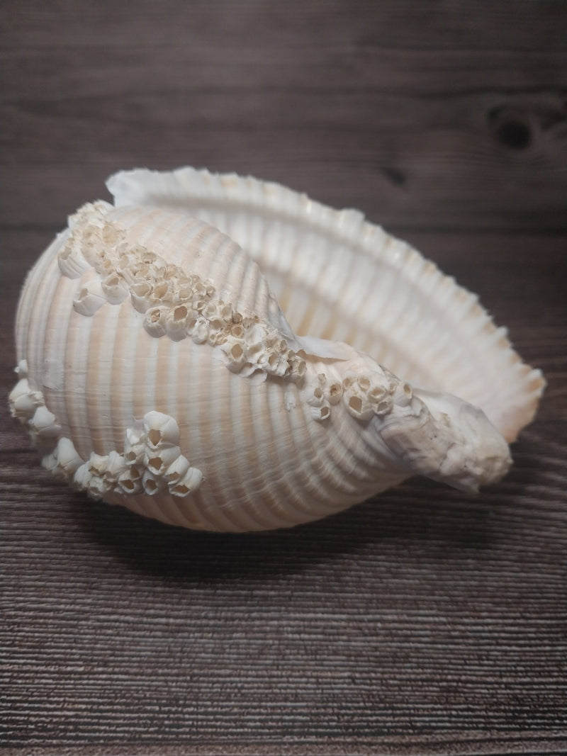 Beach Collected Tun Tonna Shell With Barnacles - Loving Coastal Living