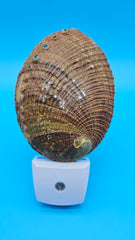 Ocean-inspired green shell LED night light