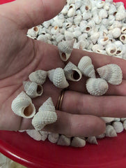 Beaded Periwinkle Shells (Cenchritis muricatus) - Loving Coastal Living
