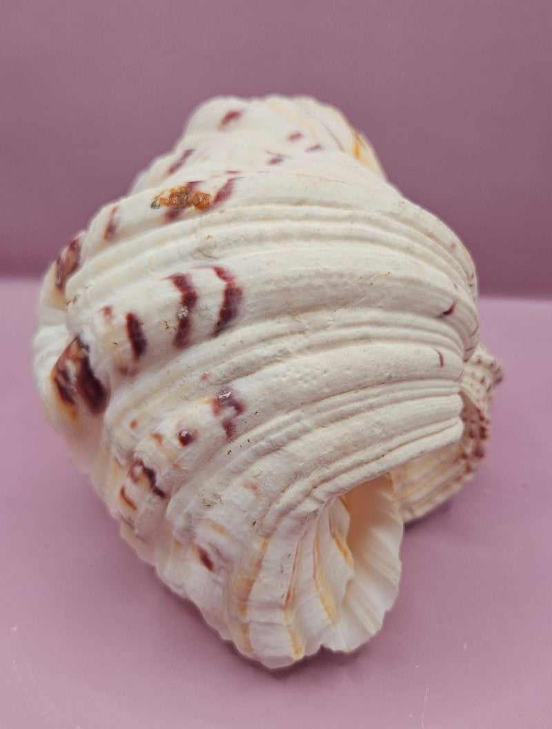 Bear Paw Clam Shell - 7"x4.5" Unique Coastal Decor Accent - ShelllsLoving Coastal Living