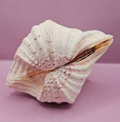 Bear Paw Clam Shell - 7