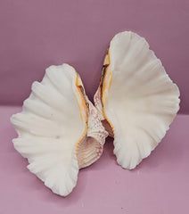 Bear Paw Clam Shell - 7