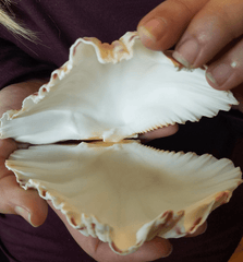 Bear Paw Clam Shell Pairs Hippopus hippopus - ShellsLoving Coastal Living