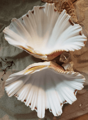 Bear Paw Clam Shell Pairs Hippopus hippopus - ShellsLoving Coastal Living