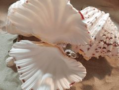 Bear Paw Clam Shell Pairs Hippopus hippopus - ShellsLoving Coastal Living