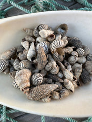 A detailed view of the tiny natural shells arranged in a bowl, showcasing their textures and designs.