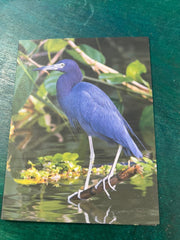 Birds of Texas Coast Note Cards - stationaryQuick Reference