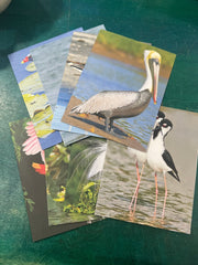 Birds of Texas Coast Note Cards - stationaryQuick Reference