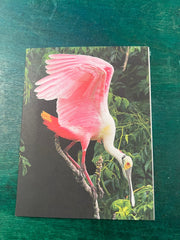 Birds of Texas Coast Note Cards - stationaryQuick Reference