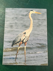 Birds of Texas Coast Note Cards - stationaryQuick Reference