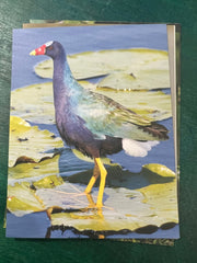 Birds of Texas Coast Note Cards - stationaryQuick Reference