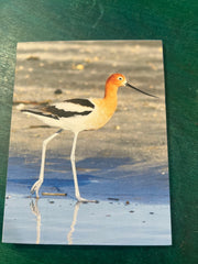 Birds of Texas Coast Note Cards - stationaryQuick Reference