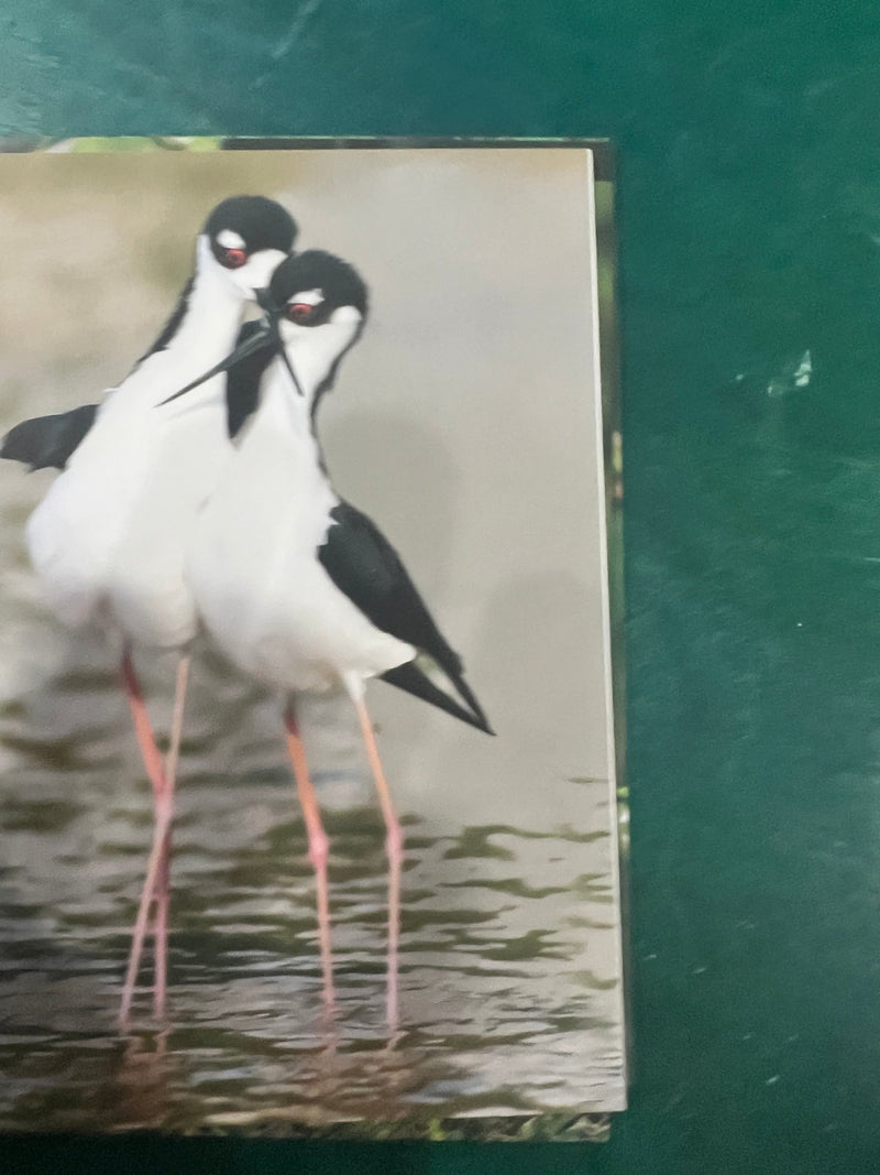 Birds of Texas Coast Note Cards - stationaryQuick Reference