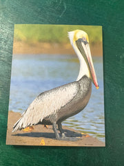 Birds of Texas Coast Note Cards - stationaryQuick Reference