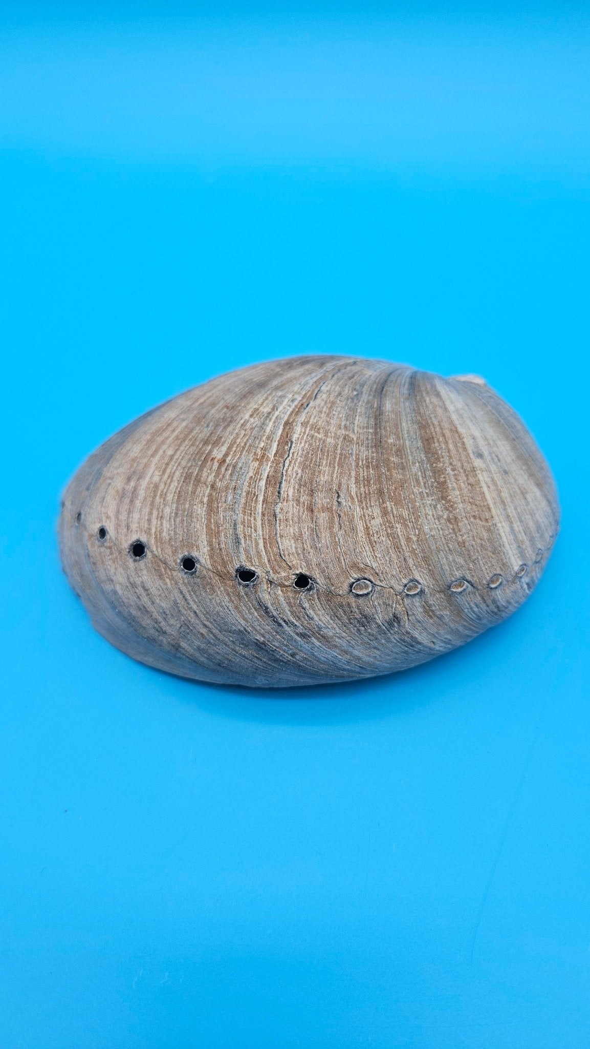 Black Abalone Shell Display – Haliotis cracherodii 5.1
