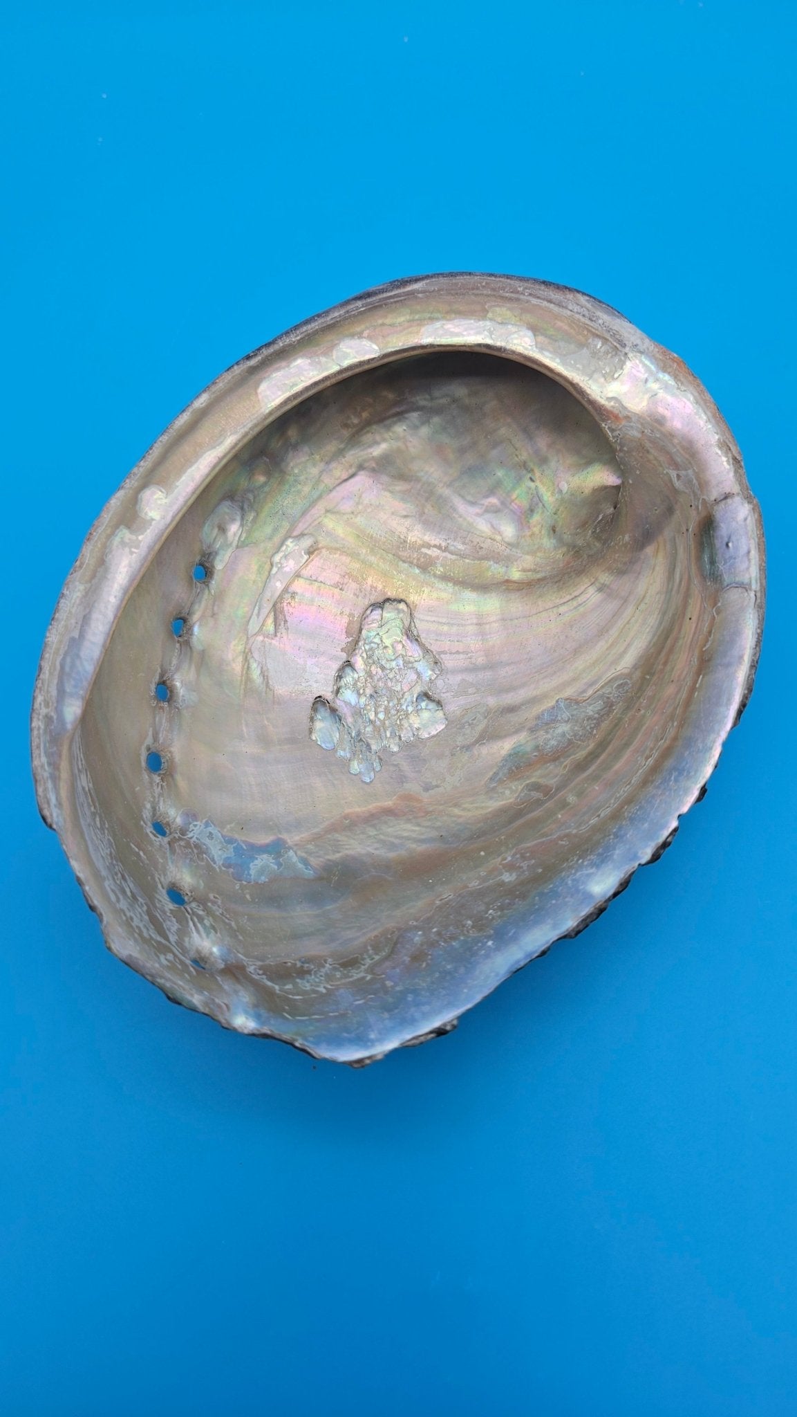 Black Abalone Shell Display – Haliotis cracherodii 5.1