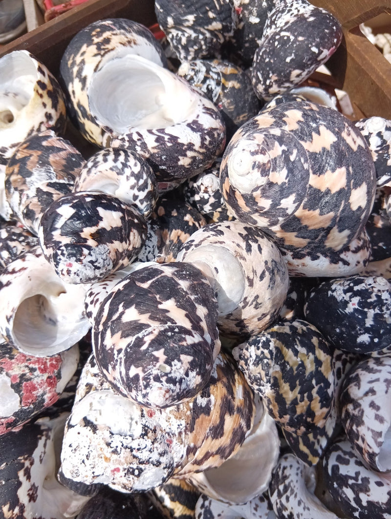 Raw Magpie Turbo Shells for Crafts & Décor - 2-3