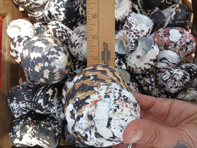 Raw Magpie Turbo Shells for Crafts & Décor - 2-3