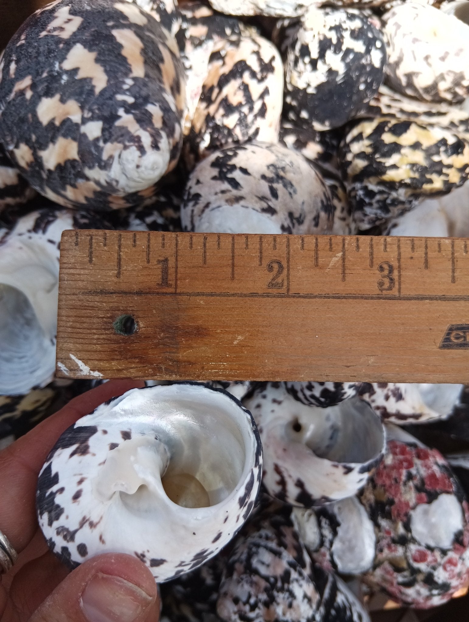 Magpie Shells Raw Magpie Turbo Shells for Crafts & Décor - 2-3