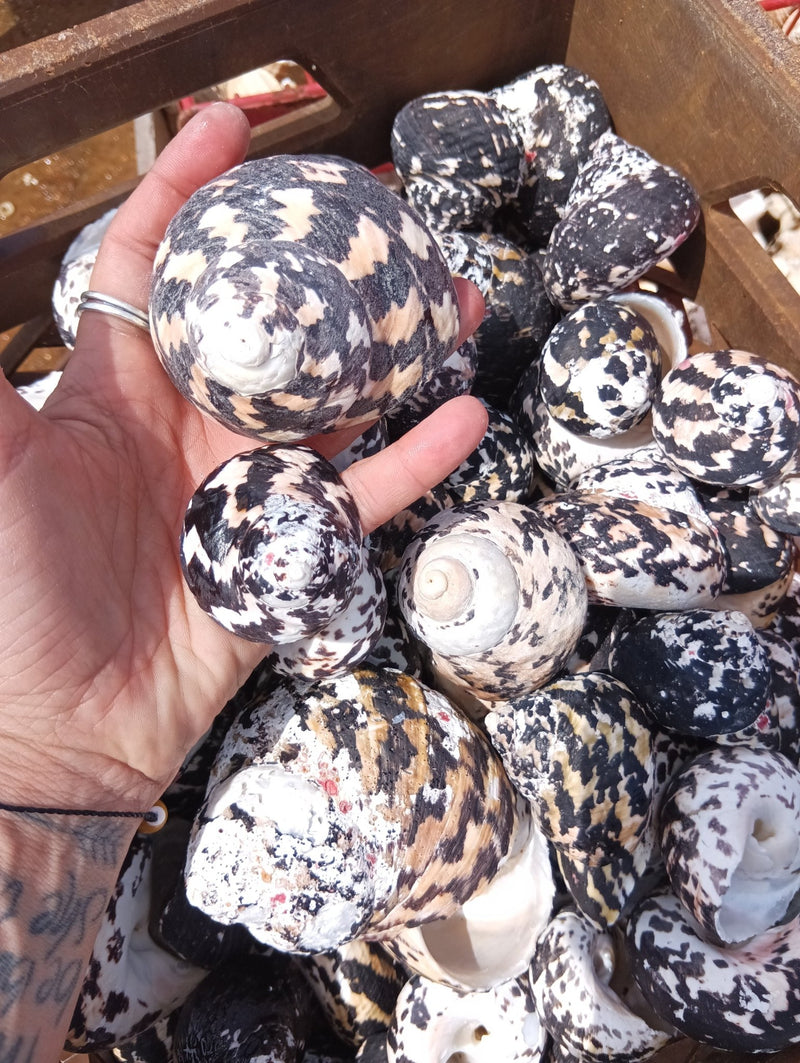 Raw Magpie Turbo Shells for Crafts & Décor - 2-3