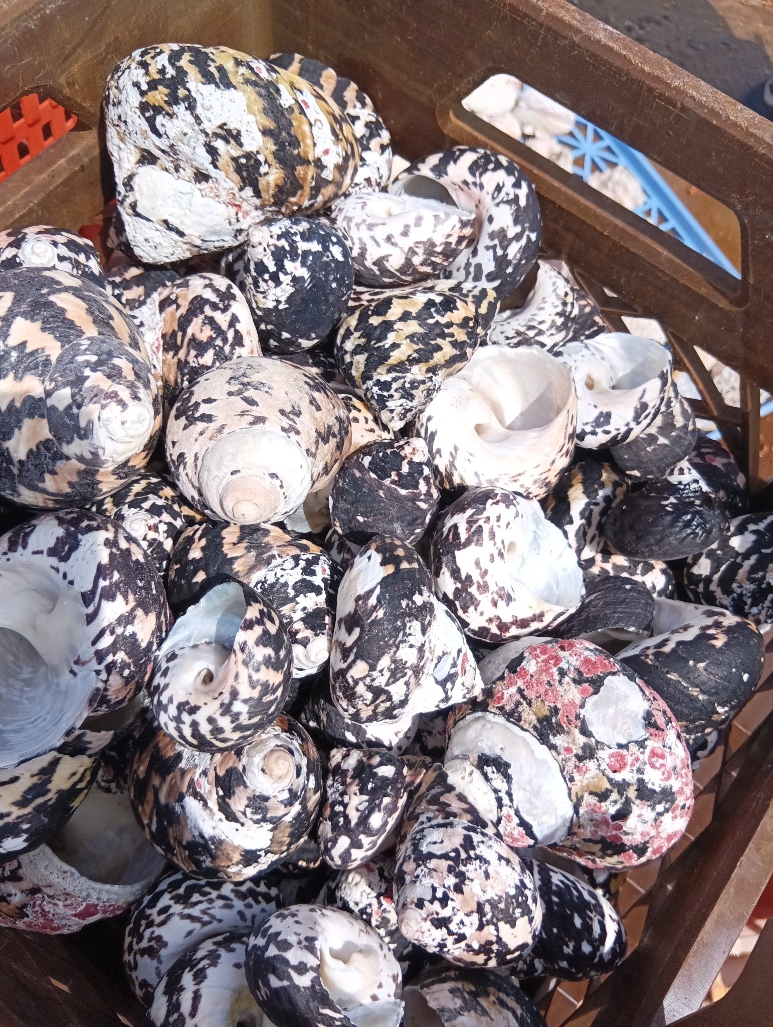 Magpie Shells Raw Magpie Turbo Shells for Crafts & Décor - 2-3