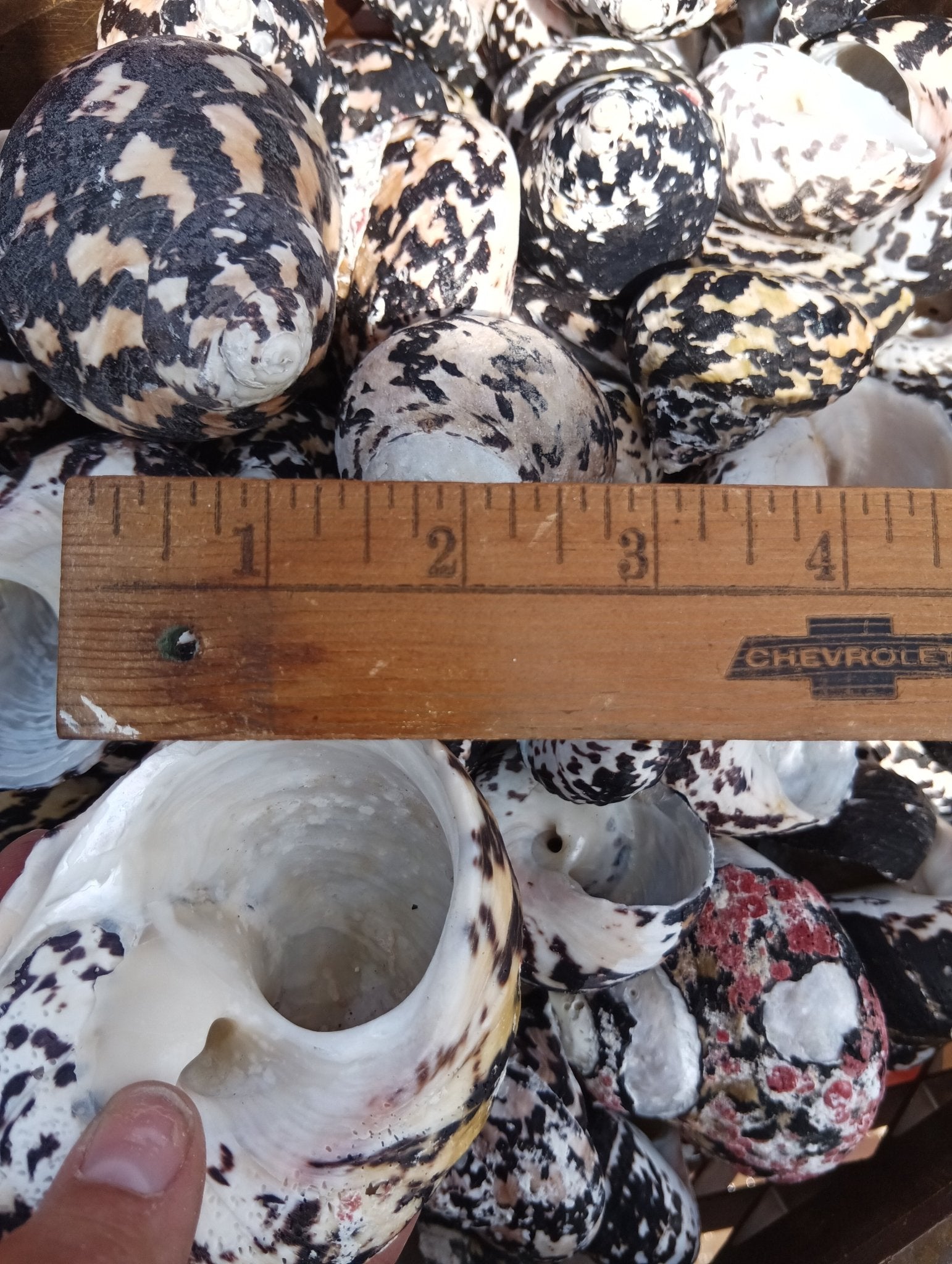 Magpie Shells Raw Magpie Turbo Shells for Crafts & Décor - 2-3