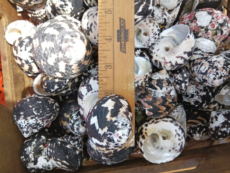 Magpie Shells Raw Magpie Turbo Shells for Crafts & Décor - 2-3