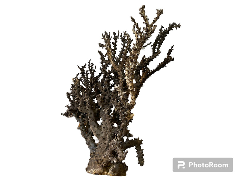 Black Octopus Coral sculpture - coralLoving Coastal Living