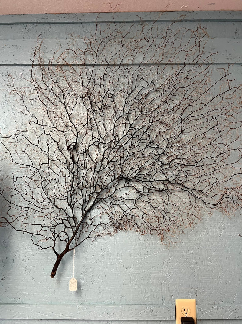 Black sea fan - 43" tall x 40" wide - Loving Coastal Living