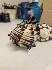 Black & White Murex Shell - MUREX NIGRITUS - ShellsLoving Coastal Living
